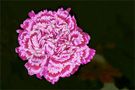 Pink-white Carnation by FMW51