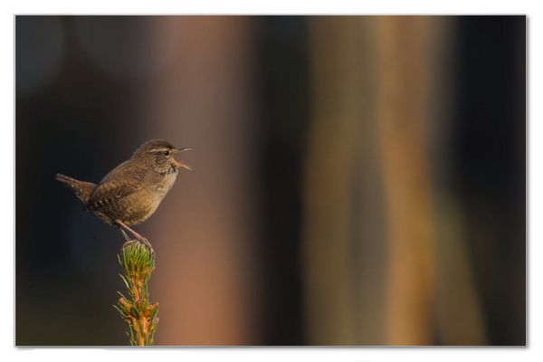 83 / 365 Guten Morgen ...