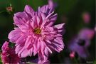 un dahlia pour un anniversaire  de Elvina Benoist-Audiau