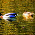 832 - zwei Enten im Wasser (Hell, Kontrast, Farbleuchtkraft ua.) ZEW - ISO 4000-100