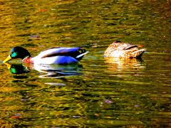 832 - zwei Enten im Wasser (Hell, Kontrast, Farbleuchtkraft ua.) ZEW - ISO 4000-100