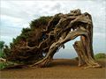 Wacholder El Sabinar, El Hierro by uruzwo