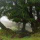 Lorbeerbaum im Nebel