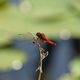 libellule rouge : symptre rouge sang (sympetrum sanguineum)