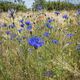 Kornblumen im Getreidefeld