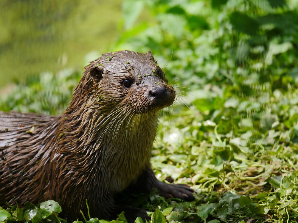 Otter von Lars.45899