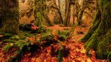 Hall of Mosses de Thorben Schönenberg