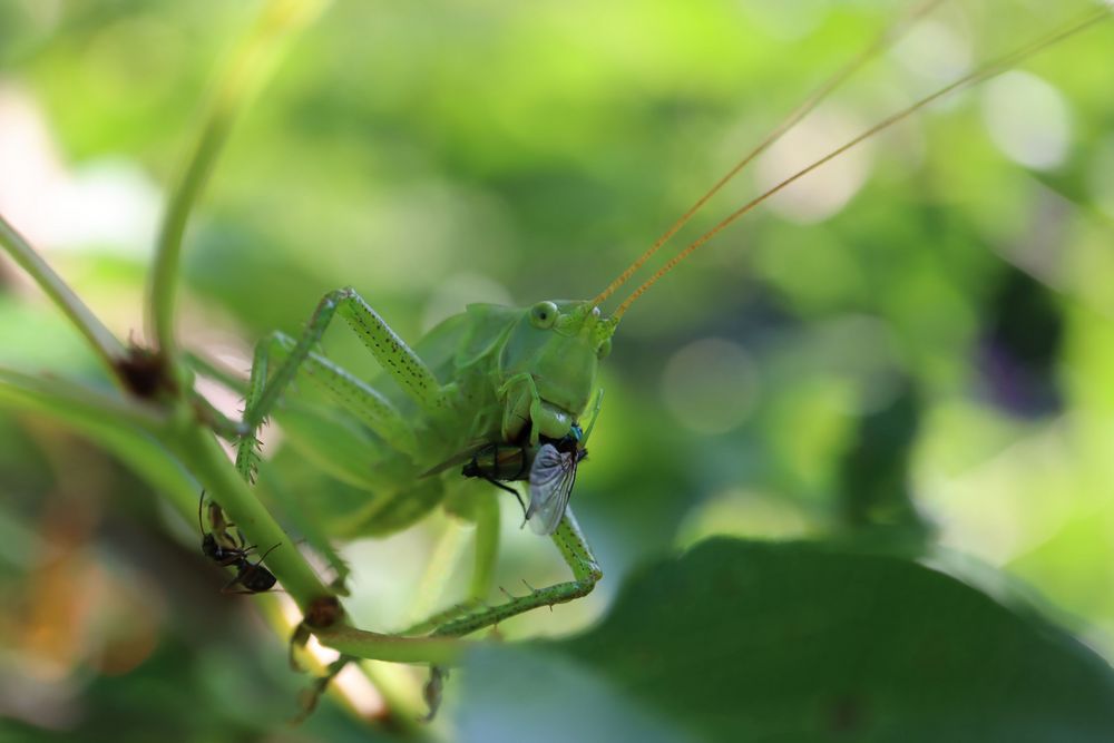 An Guadn von PlankCornelia