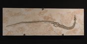 Pleurosaurus goldfissi von dadoxylon