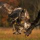 Seeadler