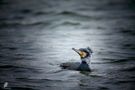 Kormoran (Phalacrocorax carbo) von Uwe Mochel 