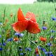 Mohn in Pose