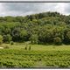 Weingut Kozlovic mit Momjan Burg