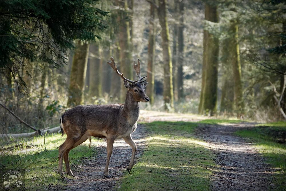 Foto & Bild | tiere, wildlife, wald B