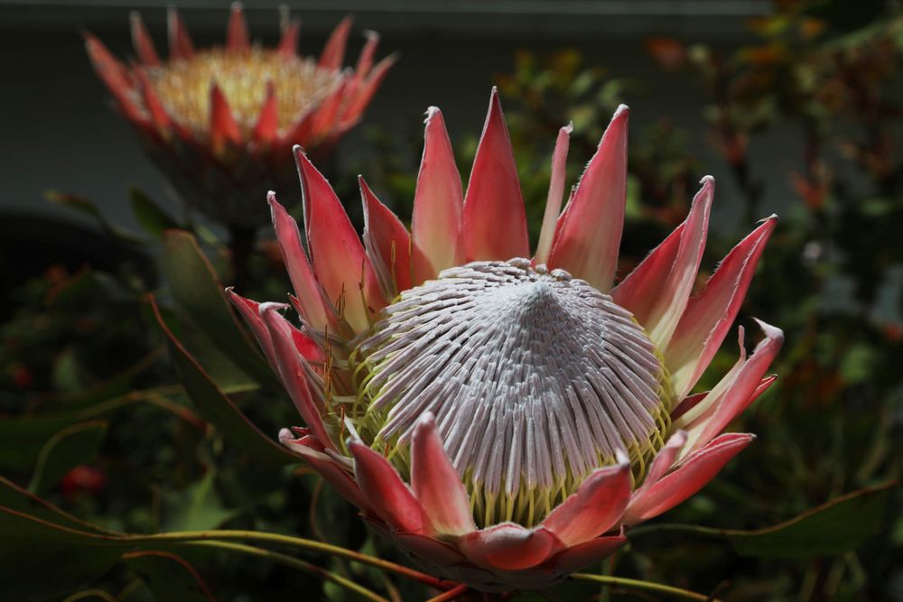 Madeira - Paradies der Blumen von Urs V58