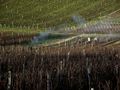 CA BOSSE DUR DANS LE VIGNOBLE JURASSIEN de BUBUL