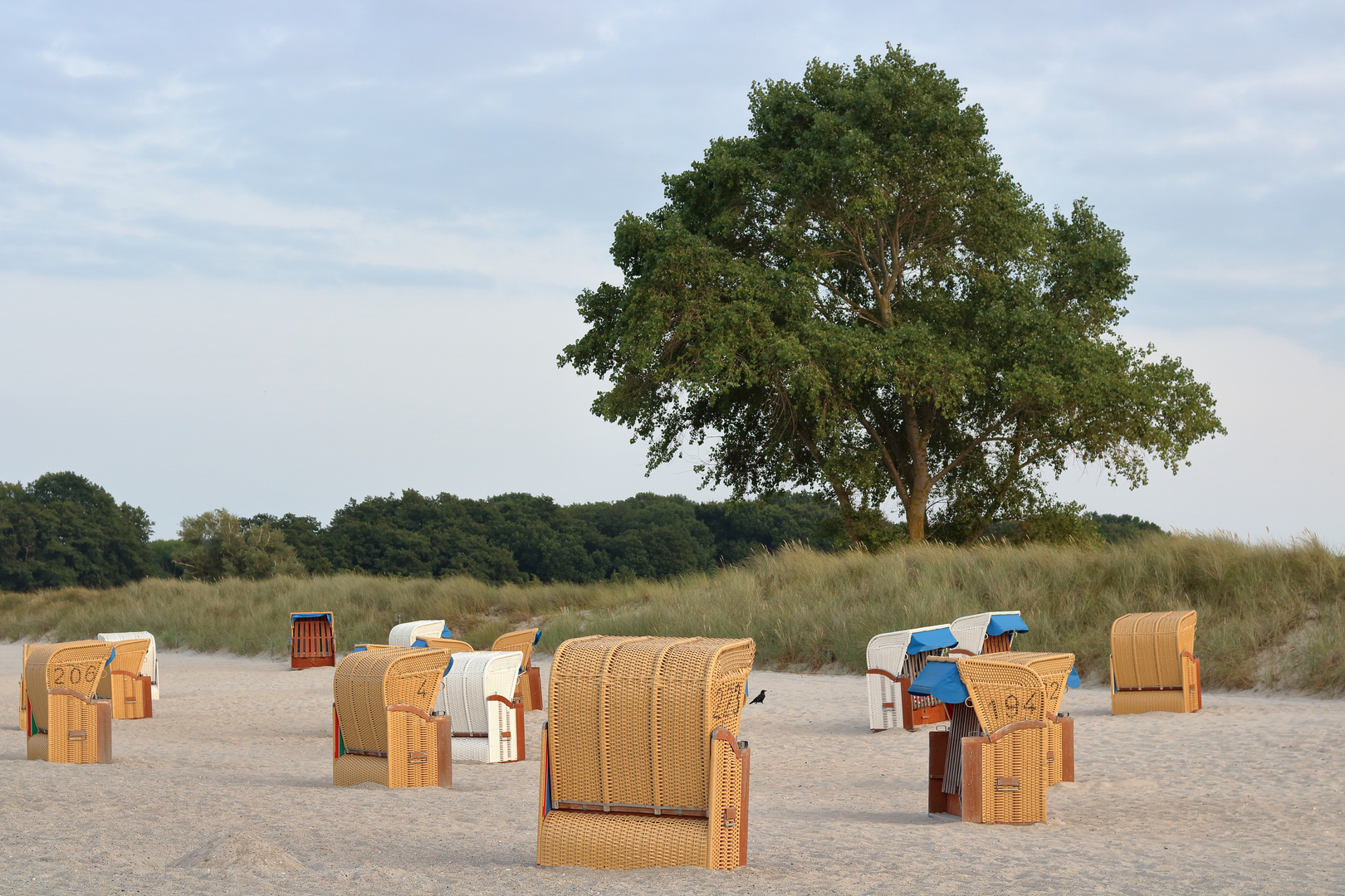 853 Strandkörbe mit Baum