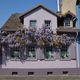 Brgel-Langstrae-Japanischer Blauregen (Wisteria floribunda)