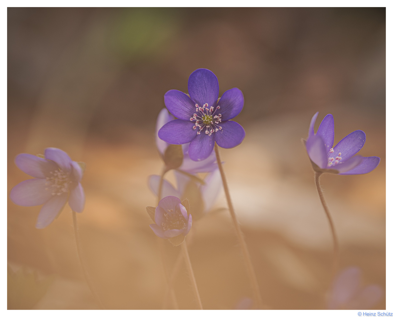 8569-Leberblümchen