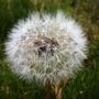 Pusteblume von bine2705