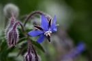 " Bourrache officinale " de Jean COLLETTE