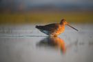 Limosa Limosa die Uferschnepfe im Wasser von Tanja Riedel