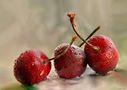  Cerezas de tamaramarian