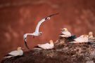 Basstölpel auf Helgoland by Uwe Hasubek