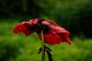 Mohn 1 di Archimedes Ralle