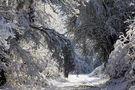 " L'hiver en forêt " de Jean COLLETTE