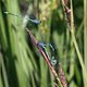 Libellen am Teich