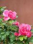 Des roses tout simplement de Jifasch32