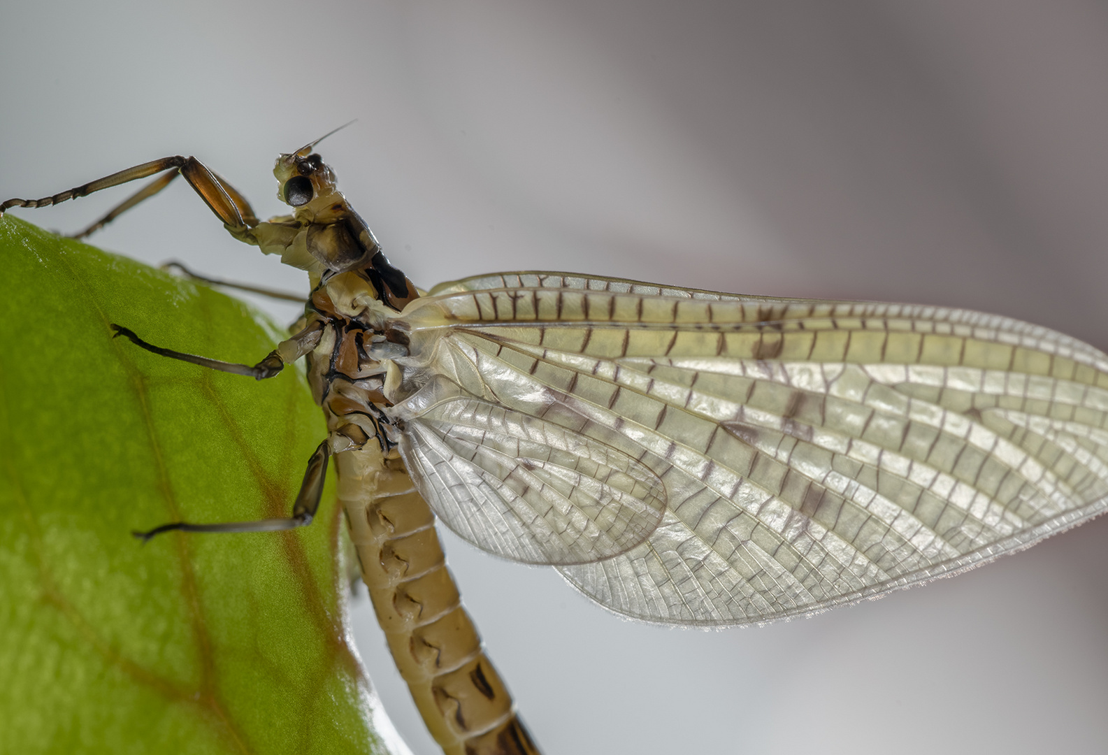 8662S Eintagsfliege Portrait