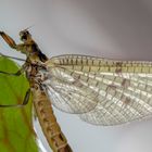 8662S Eintagsfliege Portrait