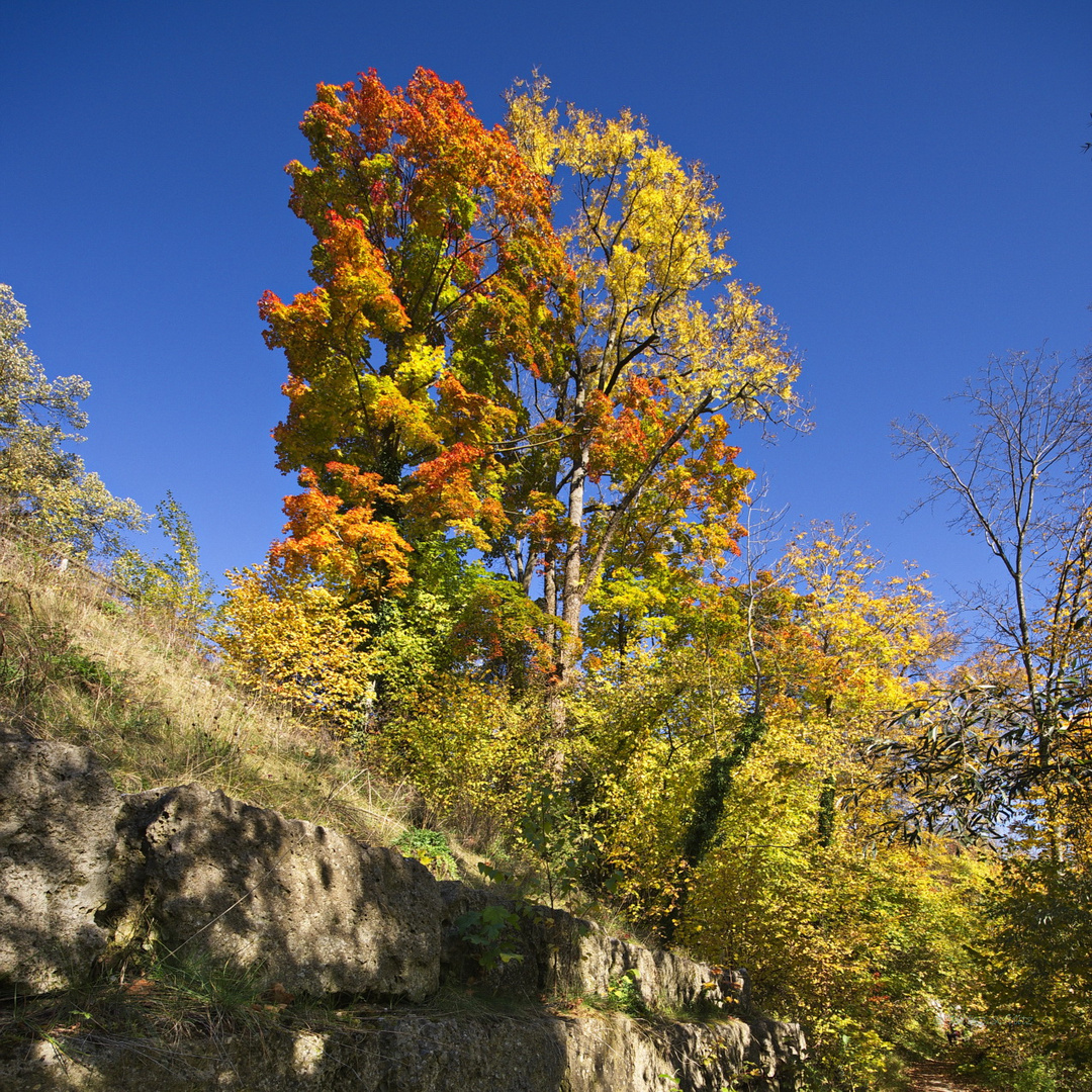 8673_Ein herbstliches Prachtstück