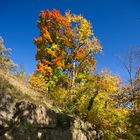 8673_Ein herbstliches Prachtstück