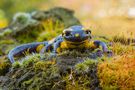 Feuersalamander by Claus Fisser 