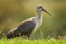 Ibis von Fantasmagira 