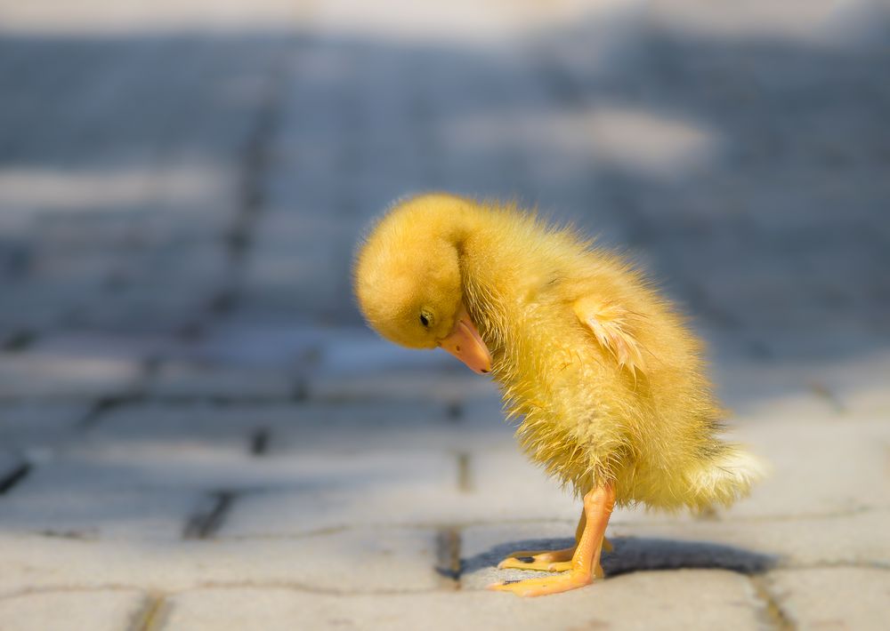 Das sind also meine Füße! von Andreas Voigt Photography