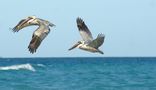 Kuba: Pelikane im Flug von Heinrich Flor