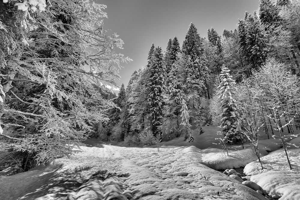 Schneewald von M. Fischer 