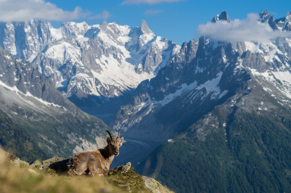 Steinbock am Gletscher von Yotarohoier