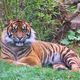 Tiger im Zoo