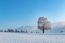 Winterbaum_mit_Aussicht by stefanel