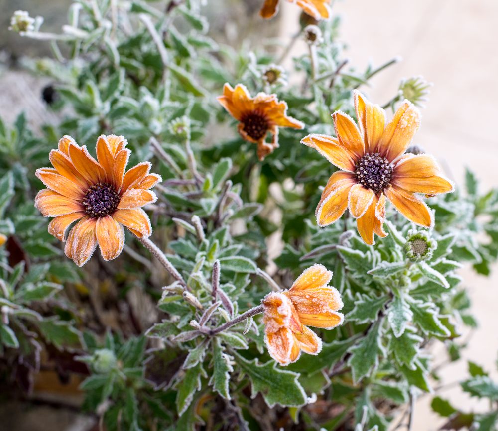 Frosty Flowers von HeikeKle