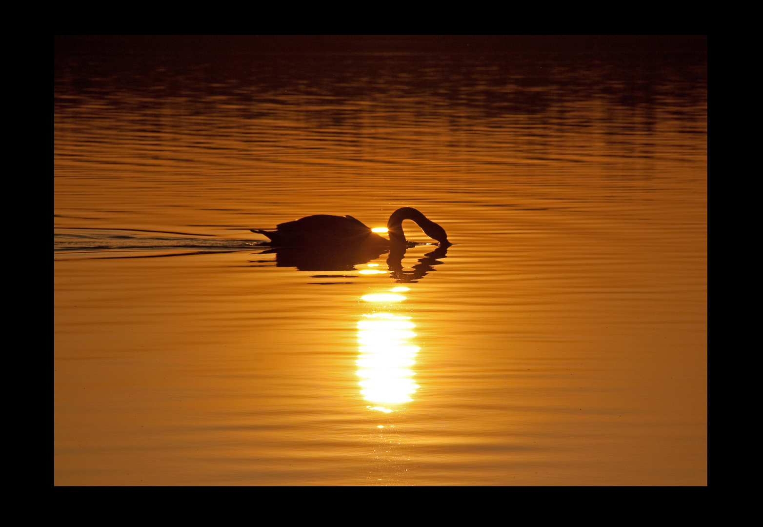 8793_Schwan_Sonnenuntergang_v2