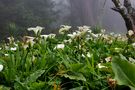 Neulich morgens auf Madeira von Lotweis