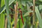 Gebänderte Heidelibelle (Sympetrum pedemontanum by tiedau-fotos