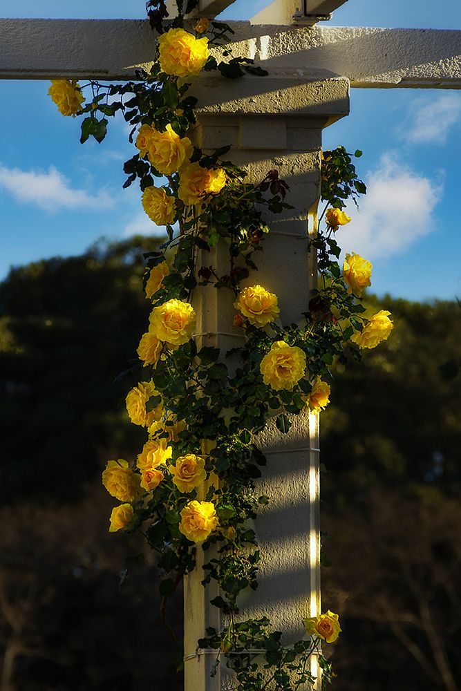 Rosas amarillas de Eli Gesualdo