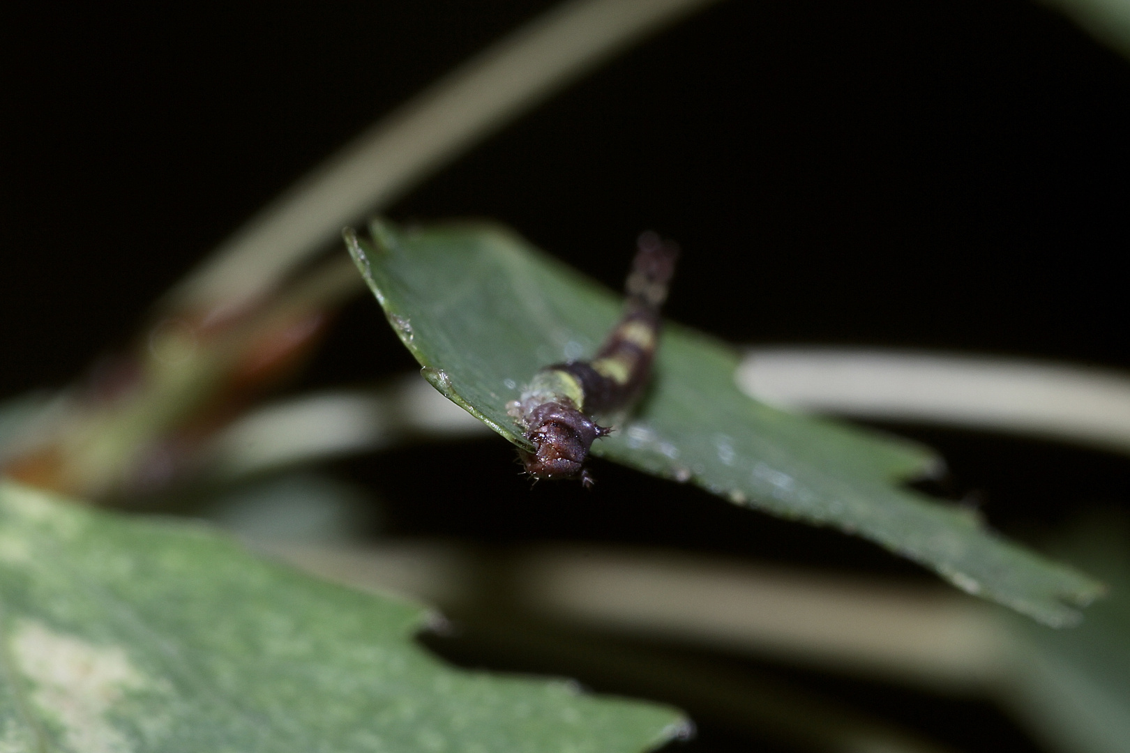 (8/8) Die Raupe des Espen-Gabelschwanzes (Furcula bifida)